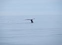 89 Diving Whale 3